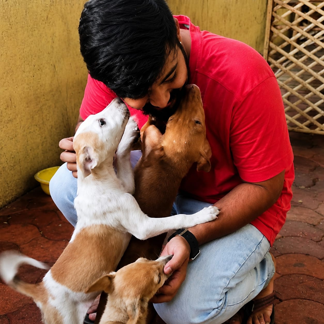 PetSafe gallery photo 2