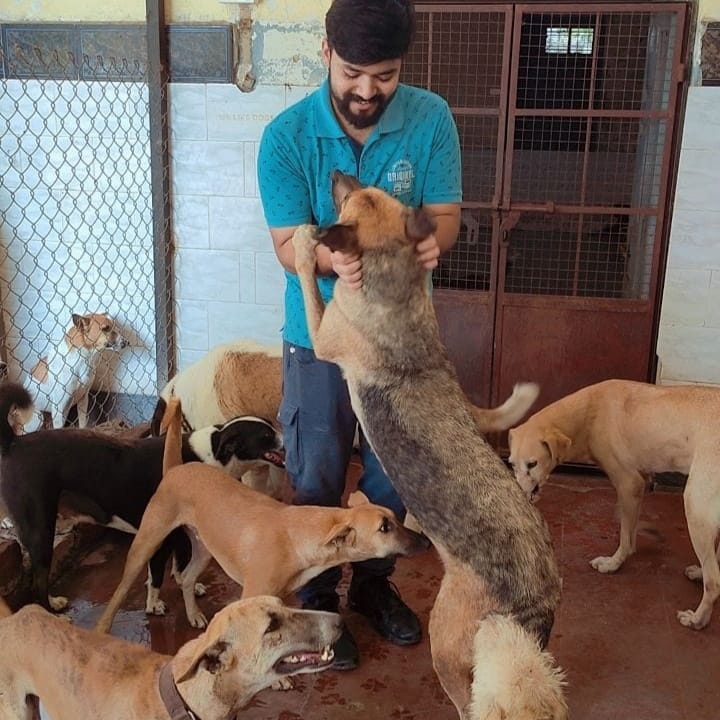PetSafe gallery photo 8